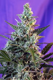 Sweet Skunk F1 Fast Version de Sweet Seeds - Mejores variedades para balcón