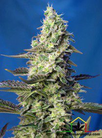 Green Poison XL Auto de Sweet Seeds