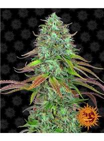 LSD Auto de Barney's Farm - Mejores variedades para balcón