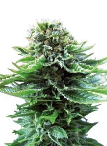 Northern Lights Auto de Sensi Seeds