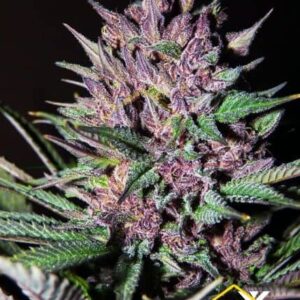 Shiva Blue Regular de Xtreme Seeds