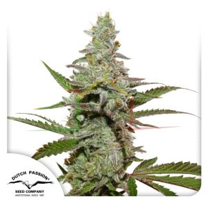 Amnesia Amsterdam - Dutch Passion