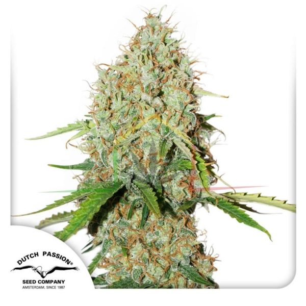 Auto Brooklyn Sunrise - Dutch Passion