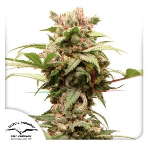 Auto CBG Force - Dutch Passion