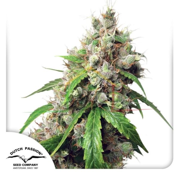 Auto Euforia - Dutch Passion