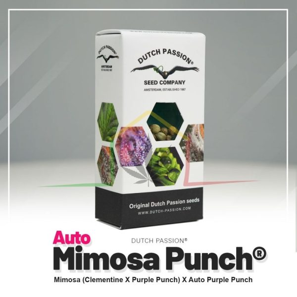 Auto Mimosa Punch - Dutch Passion