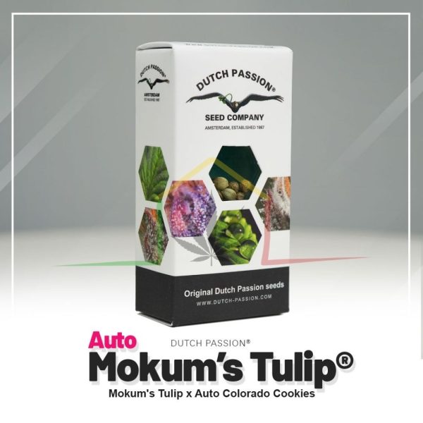 Auto Mokum's Tulip - Dutch Passion