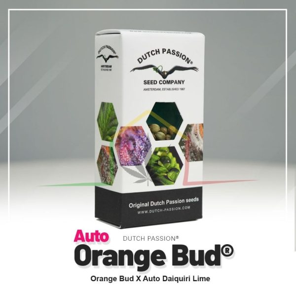 Orange Bud Auto - Dutch Passion