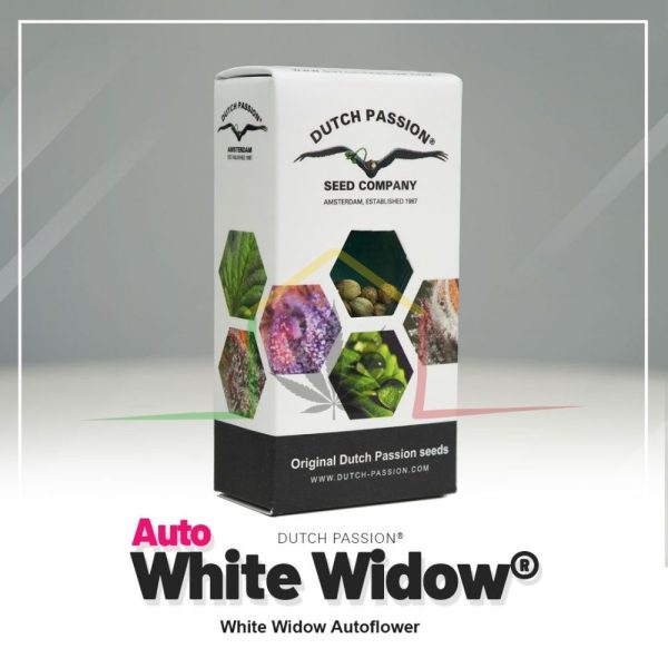 Auto White Widow - Dutch Passion
