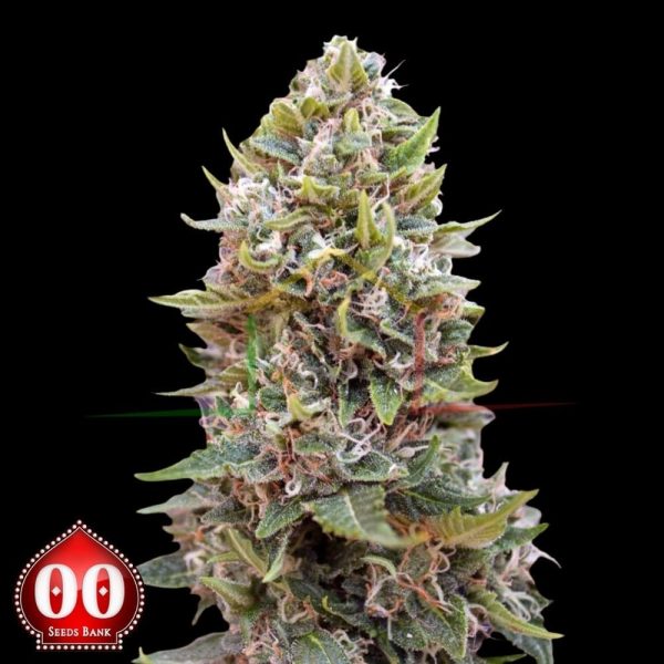 Auto CheeseBerry - 00 seeds