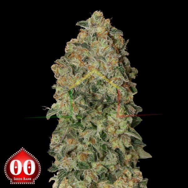 Auto Chocolate Skunk - 00 Seeds