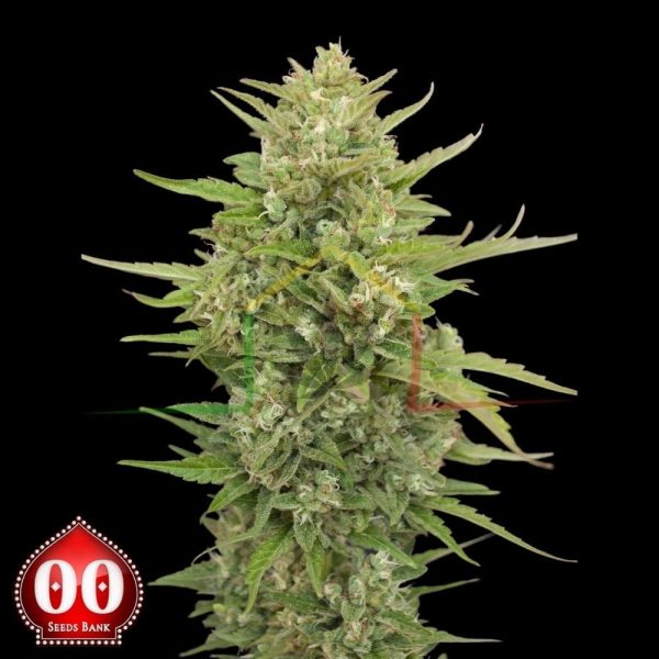 Auto Super Skunk - 00 Seeds
