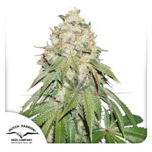 Banana Blaze - Dutch Passion