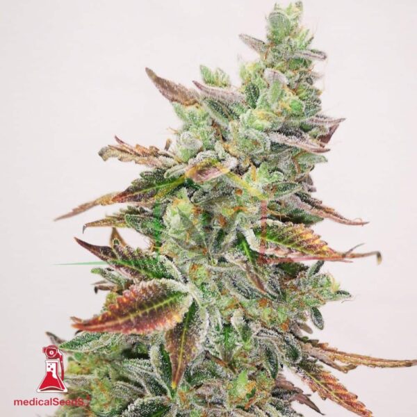 Banana Purp - Medical Seeds