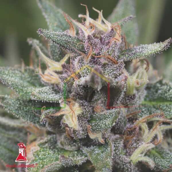 Bluehell Auto - Medical Seeds