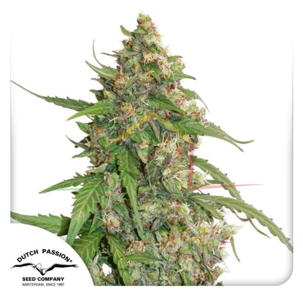 CBD Auto Compassion Lime -  Dutch Passion