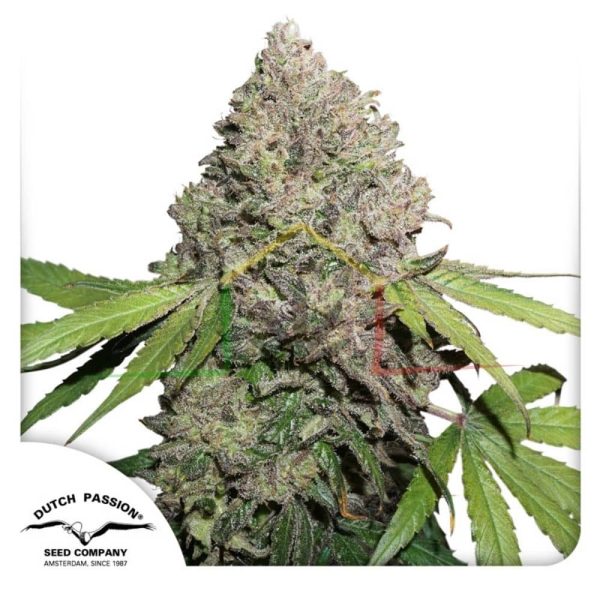 CBD Charlotte's Angel - Dutch Passion