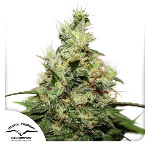 CBD Kush - Dutch Passion