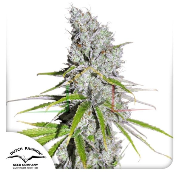CBD Skunk Haze - Dutch Passion