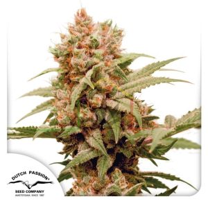 CBG Force - Dutch Passion