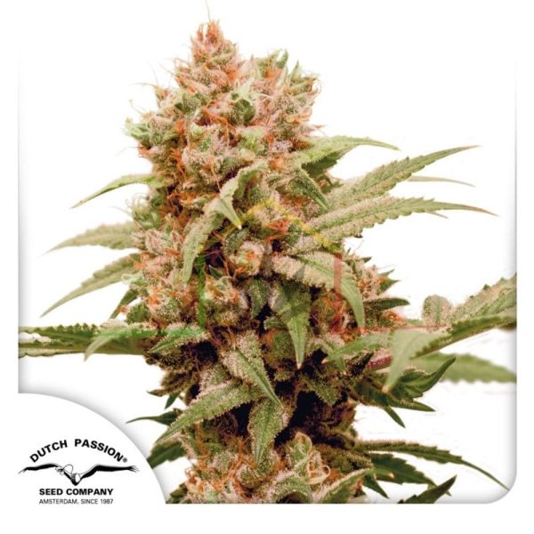 CBG Force - Dutch Passion