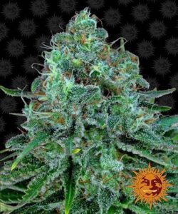 Critical Kush de Barney's Farm - Mejores variedades para balcón