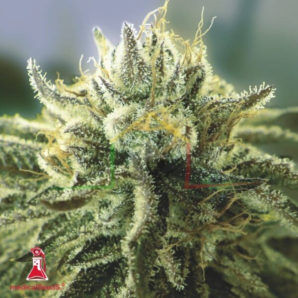 Canadian Kush 2.0 - Medical Seeds