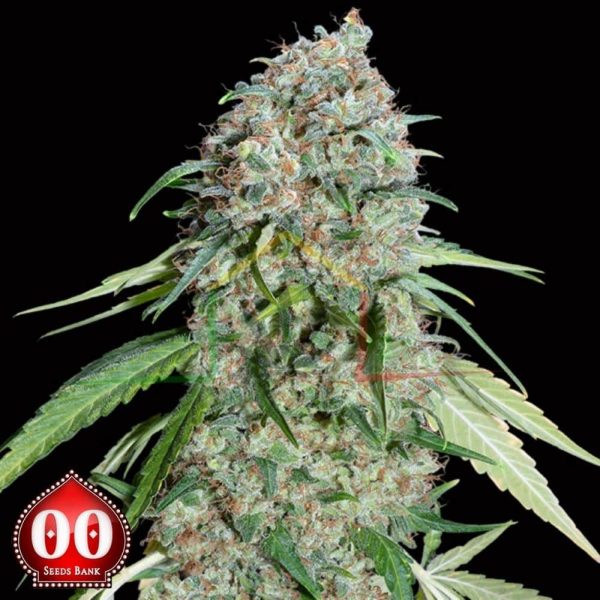 Chocolate Skunk CBD - 00 Seeds