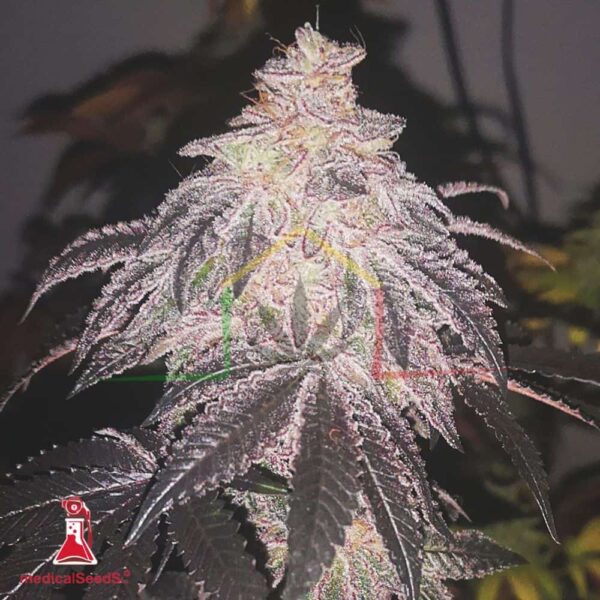 Cookies Sherbert Auto - Medical Seeds
