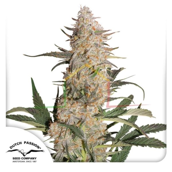 Critical Orange Punch - Dutch Passion