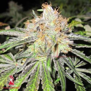 Deep Neville Regular - Medical Seeds