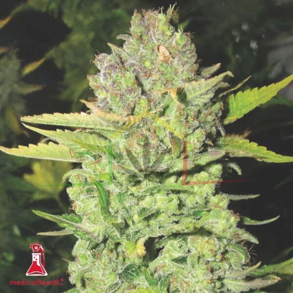 Devil Fruit - Medical Seeds