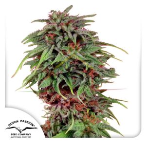 Durban Poison regular de Dutch Passion