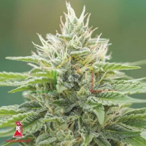 Eboshi CBG - Medical Seeds