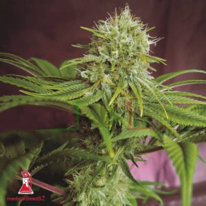 Elixir Vitae CBD - Medical Seeds