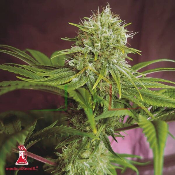 Elixir Vitae CBD - Medical Seeds
