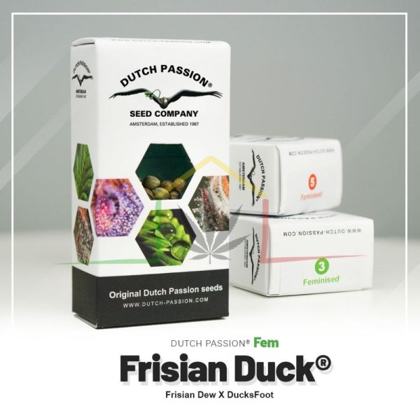 Frisian Duck - Dutch Passion