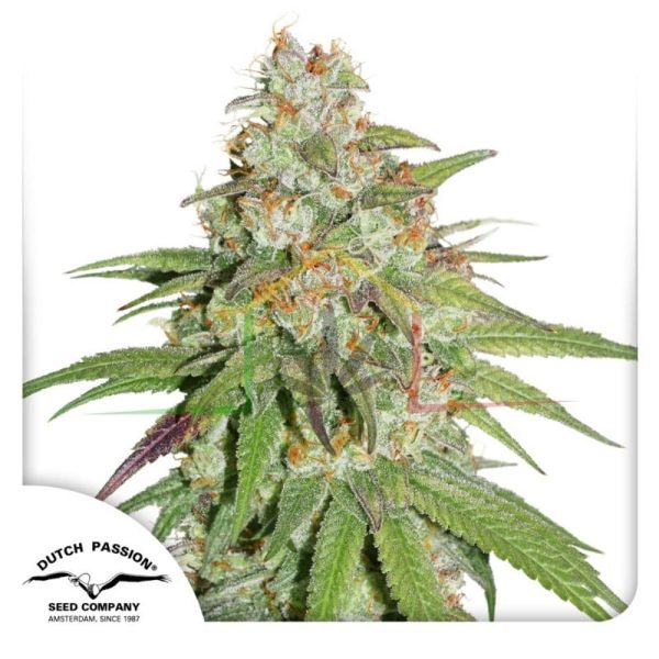 Glueberry OG - Dutch Passion