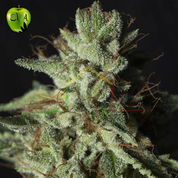 Gorilla Candy Eva seeds