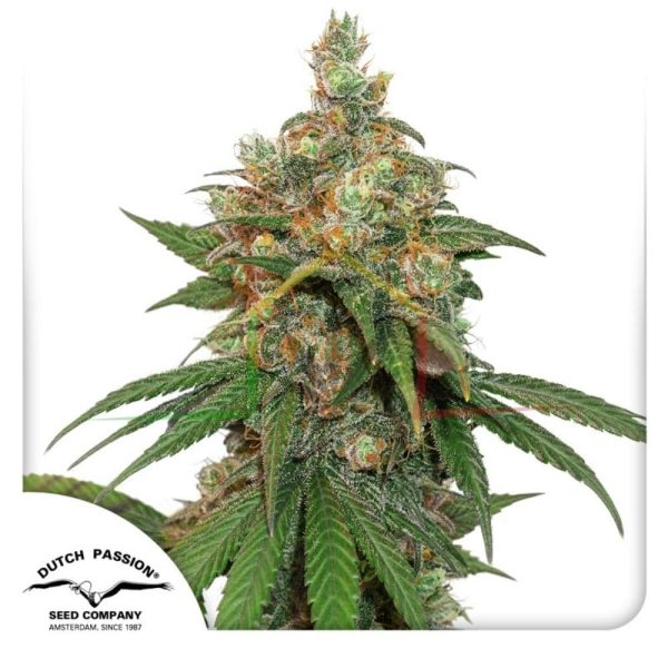 Hifi 4G - Dutch Passion
