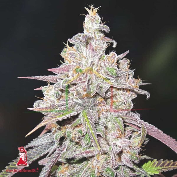 Mendocino Chanel Kush - Medical Seeds