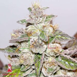 Mendocino Purple Kush - Medical Seeds