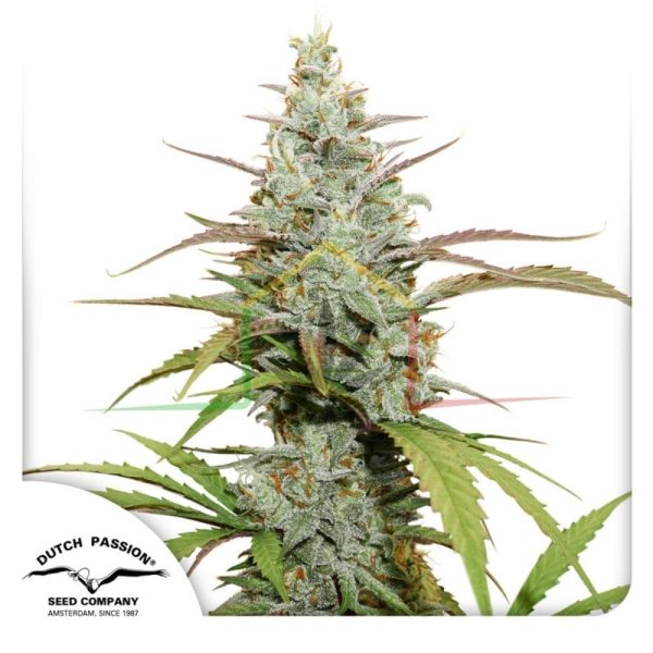 Mokum's Tulip - Dutch Passion