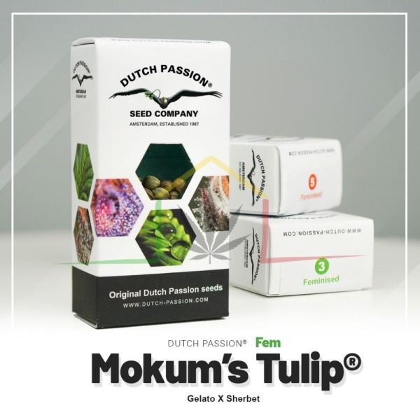 Mokum's Tulip - Dutch Passion