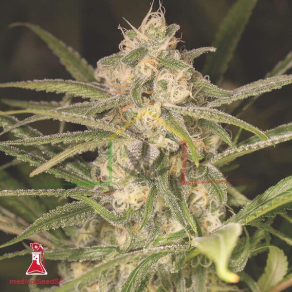 No Name Auto - Medical Seeds