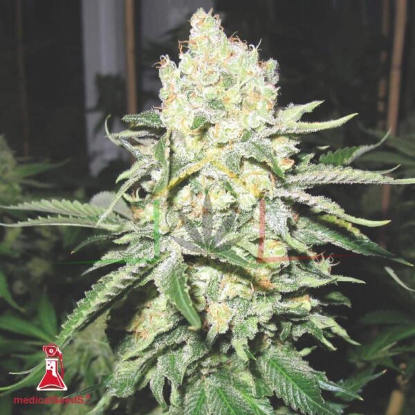 No Name - Medical Seeds
