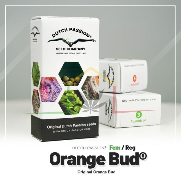 Orange Bud - Dutch Passion