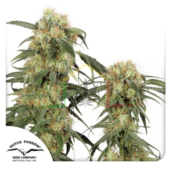 Pamir Gold - Dutch Passion