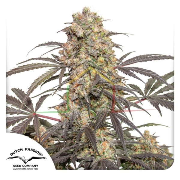 Passion Fruit - Dutch Passion