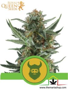 Royal Dwarf Auto de Royal Queen Seeds - Mejores variedades para balcón
